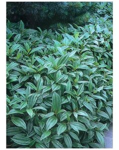 Viburnum davidii 20-30 cm cont. 2,0L - afbeelding 2