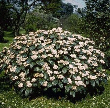 Viburnum davidii 20-30 cm cont. 2,0L - afbeelding 3