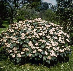 Viburnum davidii 20-30 cm cont. 2,0L - afbeelding 3