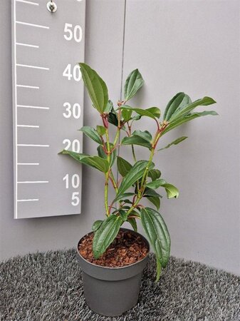 Viburnum davidii 20-30 cm cont. 2,0L - afbeelding 1