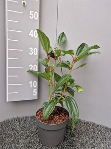 Viburnum davidii 20-30 cm cont. 2,0L