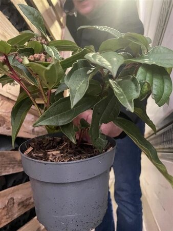 Viburnum davidii 20-30 cm cont. 2,0L - afbeelding 4