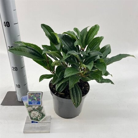 Viburnum davidii 25-30 cm cont. 3,0L - afbeelding 5