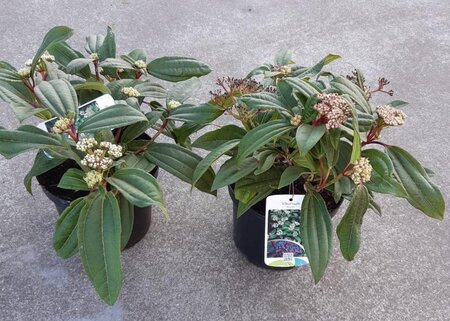 Viburnum davidii 25-30 cm cont. 3,0L - afbeelding 3