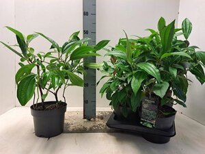 Viburnum davidii 30-40 cm cont. 2,0L