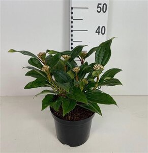 Viburnum davidii 30-40 cm cont. 3,0L - afbeelding 6