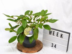 Viburnum davidii 30-40 cm cont. 3,0L - afbeelding 3