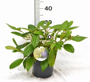 Viburnum davidii 30-40 cm cont. 3,0L - afbeelding 4