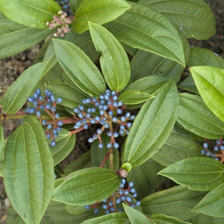 Viburnum davidii 30-40 cm cont. 3,0L - afbeelding 2