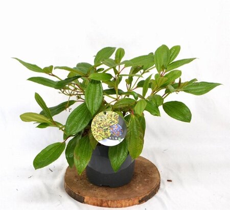 Viburnum davidii 30-40 cm cont. 3,0L - afbeelding 5