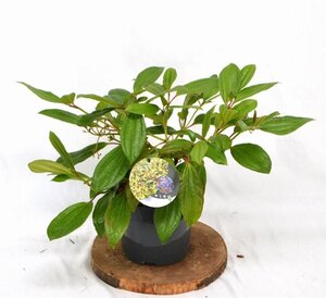 Viburnum davidii 30-40 cm cont. 3,0L - afbeelding 5