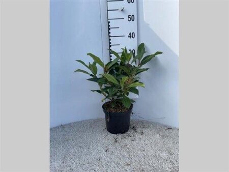 Viburnum davidii 30 cm cont. 3,0L