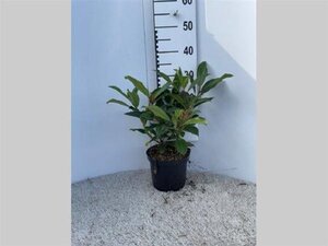 Viburnum davidii 30 cm cont. 3,0L