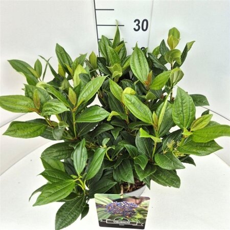 Viburnum davidii 40-50 cm cont. 10L - afbeelding 2