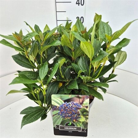 Viburnum davidii 40-50 cm cont. 10L - afbeelding 3