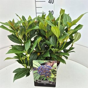 Viburnum davidii 40-50 cm cont. 10L - afbeelding 3