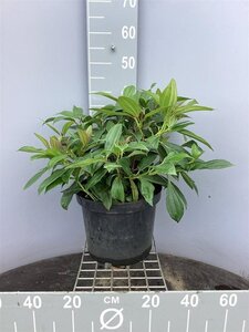 Viburnum davidii 40-50 cm cont. 10L - afbeelding 4