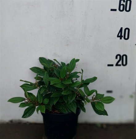 Viburnum davidii 40-50 cm cont. 10L - afbeelding 1