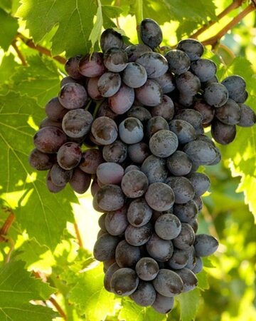 Vitis 'Emile Royal' geen maat specificatie container