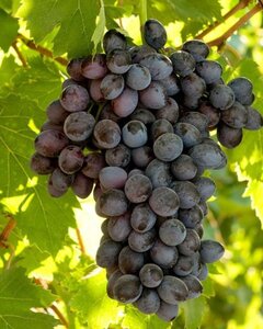 Vitis 'Emile Royal' geen maat specificatie container