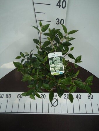 Viburnum 'Eskimo' 30-40 cm cont. 5,0L - afbeelding 1