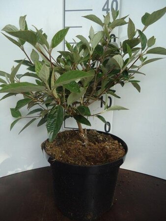 Viburnum 'Eskimo' 30-40 cm cont. 5,0L - afbeelding 2