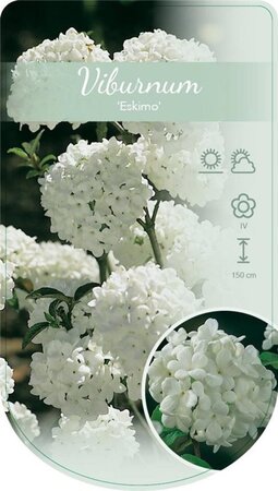 Viburnum 'Eskimo' 30-40 cm cont. 5,0L - afbeelding 3