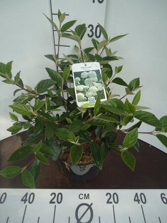 Viburnum 'Eskimo' 30-40 cm cont. 5,0L - afbeelding 4