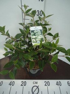 Viburnum 'Eskimo' 30-40 cm cont. 5,0L - afbeelding 4