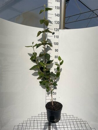 Viburnum lantana 100-125 cm cont. 7,5L - afbeelding 1