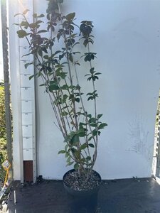 Viburnum lantana 100-125 cm cont. 7,5L - image 2
