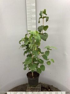 Viburnum lantana 80-100 cm cont. 7,5L - image 2