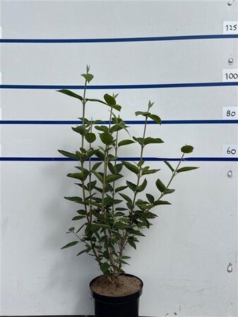 Viburnum lantana 80-100 cm cont. 7,5L - image 3