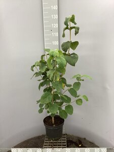 Viburnum lantana 80-100 cm cont. 7,5L - image 4