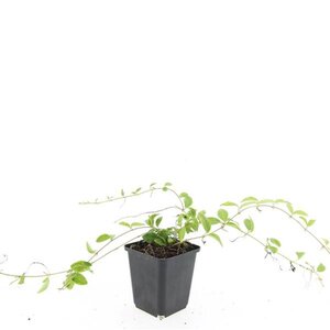 Vinca minor 'Aureovariegata' geen maat specificatie 0,55L/P9cm