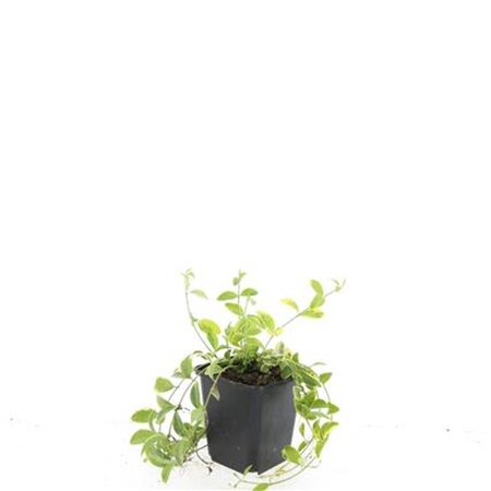 Vinca minor 'Aureovariegata' geen maat specificatie 0,55L/P9cm - afbeelding 3