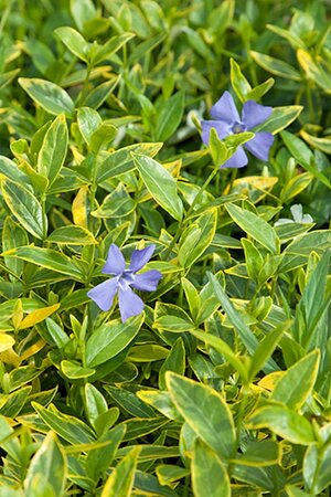 Vinca minor 'Aureovariegata' geen maat specificatie 0,55L/P9cm - afbeelding 2