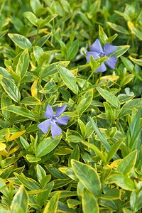 Vinca minor 'Aureovariegata' geen maat specificatie 0,55L/P9cm - afbeelding 2