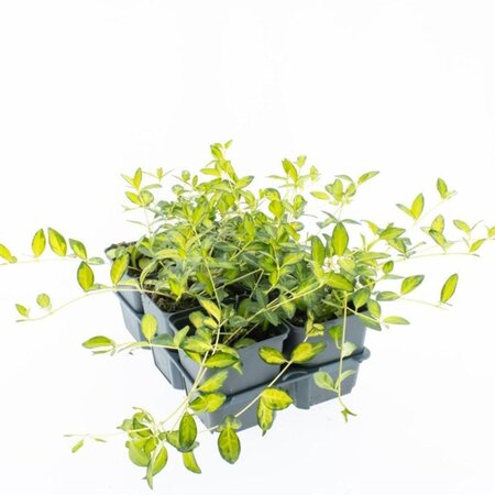 Vinca minor Illumination geen maat specificatie 0,55L/P9cm - afbeelding 2