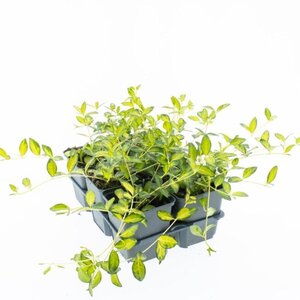 Vinca minor Illumination geen maat specificatie 0,55L/P9cm - afbeelding 2