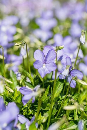 Viola (C) 'Boughton Blue' geen maat specificatie 0,55L/P9cm - afbeelding 1