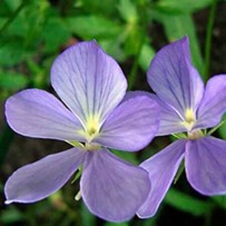 Viola (C) 'Boughton Blue' geen maat specificatie 0,55L/P9cm - afbeelding 3