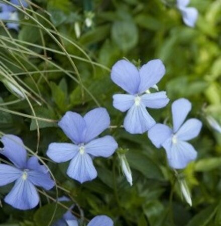 Viola (C) 'Boughton Blue' geen maat specificatie 0,55L/P9cm - afbeelding 4
