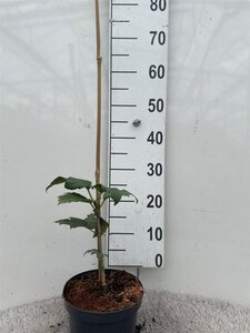 Viburnum opulus 'Compactum' 20-30 cm cont. 3,0L