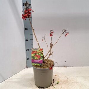 Viburnum opulus 'Compactum' 40-50 cm cont. 2,0L - afbeelding 2