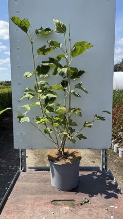 Viburnum opulus 'Compactum' 40-50 cm cont. 3,0L