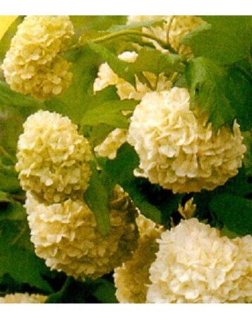 Viburnum opulus 'Compactum' 40-50 cm cont. 3,0L
