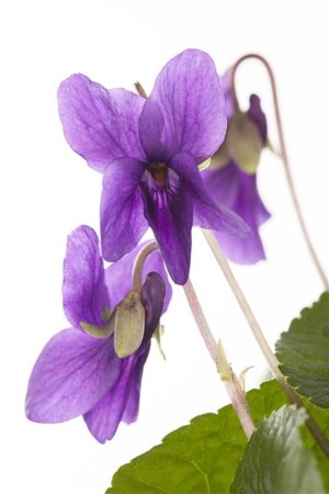 Viola odorata geen maat specificatie 0,55L/P9cm - afbeelding 1