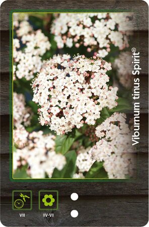 Viola odorata geen maat specificatie 0,55L/P9cm - afbeelding 7