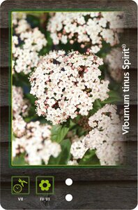 Viola odorata geen maat specificatie 0,55L/P9cm - afbeelding 7